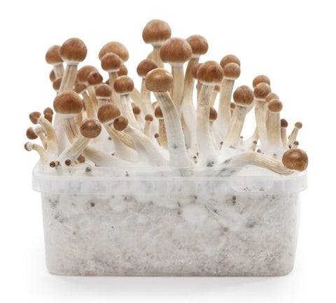 Indian Spirit ''B+'' Mushroom Growkit