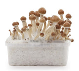 Indian Spirit ''Colombian'' Mushroom Growkit