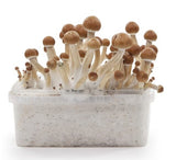 Indian Spirit ''Ecuadorian'' Mushroom Growkit