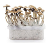 Indian Spirit '"Golden Teacher'' Mushroom Growkit