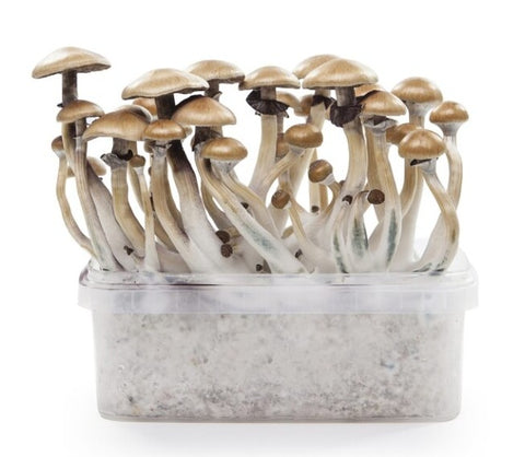 Indian Spirit '"Golden Teacher'' Mushroom Growkit
