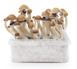 Indian Spirit ''McKennaii'' Mushroom Growkit